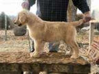 Golden Retriever Puppy for sale in Eckert, CO, USA