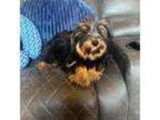 Yorkshire Terrier Puppy for sale in Rockingham, NC, USA