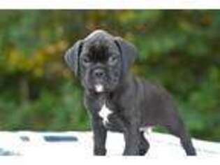 Boxer Puppy for sale in Lawrenceburg, IN, USA