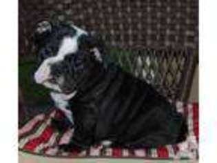 Bulldog Puppy for sale in CLEBURNE, TX, USA