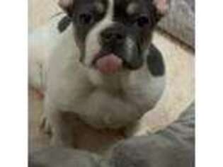 French Bulldog Puppy for sale in Riverdale, GA, USA