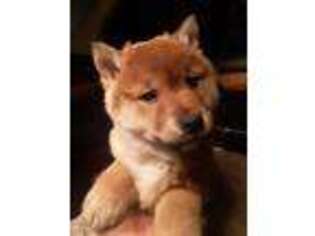 Shiba Inu Puppy for sale in Ontario, CA, USA
