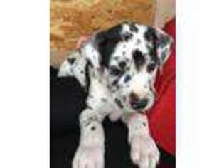 Great Dane Puppy for sale in Canon City, CO, USA