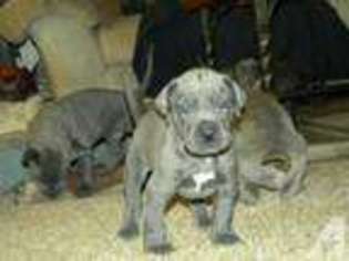 Great Dane Puppy for sale in HAUGHTON, LA, USA
