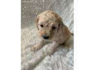 Goldendoodle Puppy for sale in Bremerton, WA, USA
