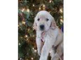 Golden Retriever Puppy for sale in Denton, NC, USA