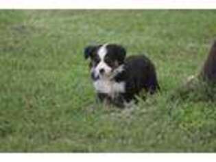 Miniature Australian Shepherd Puppy for sale in Normangee, TX, USA