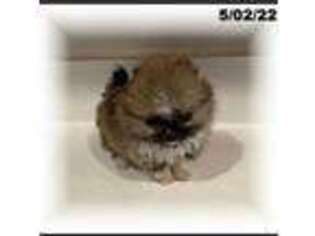 Pomeranian Puppy for sale in Hemingway, SC, USA