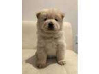 Chow Chow Puppy for sale in Los Angeles, CA, USA