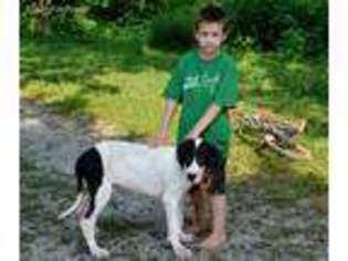 Great Dane Puppy for sale in Lexington, KY, USA