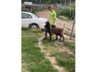 Belgian Malinois Puppy for sale in Cascade, IA, USA