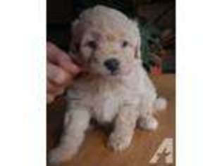 Mutt Puppy for sale in PLEASANTON, CA, USA