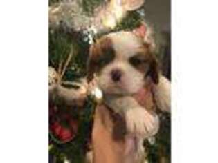 Cavalier King Charles Spaniel Puppy for sale in Lakeland, FL, USA