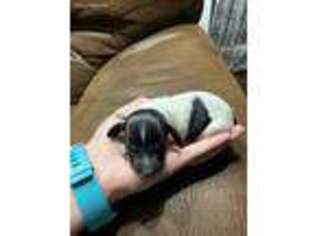 Dachshund Puppy for sale in Claymont, DE, USA