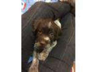 Wirehaired Pointing Griffon Puppy for sale in Bucyrus, OH, USA