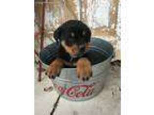 Rottweiler Puppy for sale in Middlebury, IN, USA