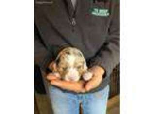 Australian Shepherd Puppy for sale in Columbia, TN, USA