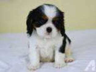 Cavalier King Charles Spaniel Puppy for sale in DEL MAR, CA, USA