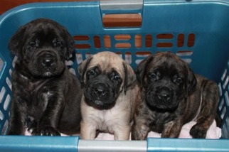 Mastiff Puppy for sale in Afton, NY, USA