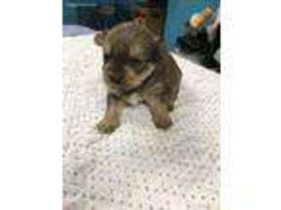 Pomeranian Puppy for sale in Lincolnton, NC, USA
