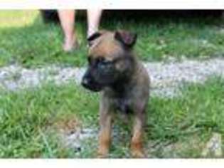 Belgian Malinois Puppy for sale in BROOKSVILLE, FL, USA