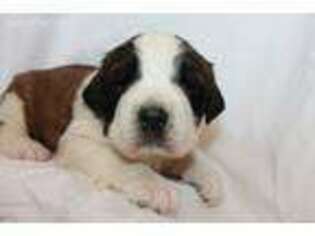 Saint Bernard Puppy for sale in Winchester, VA, USA