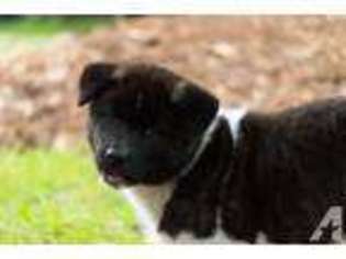 Akita Puppy for sale in WHITEVILLE, NC, USA