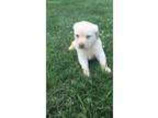 Labrador Retriever Puppy for sale in Hamptonville, NC, USA