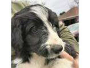 Border Collie Puppy for sale in Dodgeville, WI, USA