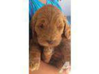 Labradoodle Puppy for sale in LAFAYETTE, CA, USA