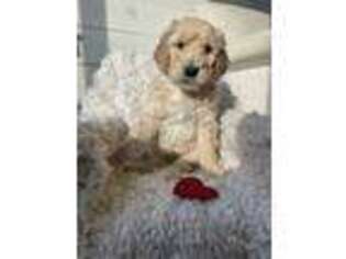 Goldendoodle Puppy for sale in Chebanse, IL, USA