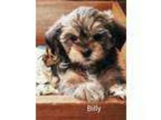 Shorkie Tzu Puppy for sale in Rochester, MN, USA
