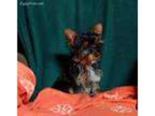 Yorkshire Terrier Puppy for sale in Blooming Prairie, MN, USA