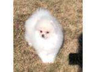 Pomeranian Puppy for sale in Reno, NV, USA