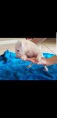 Bull Terrier Puppy for sale in Riverview, FL, USA
