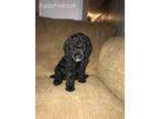 Mutt Puppy for sale in Pocahontas, AR, USA