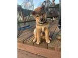 Shiba Inu Puppy for sale in Grants Pass, OR, USA