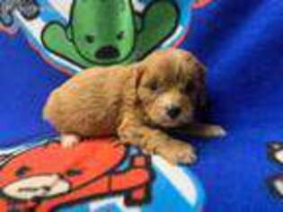 Cavapoo Puppy for sale in Hull, IL, USA