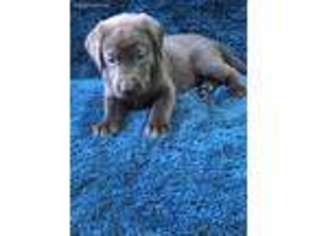 Labrador Retriever Puppy for sale in Marion, KY, USA