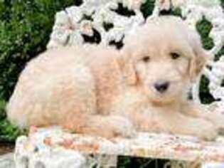 Goldendoodle Puppy for sale in Jefferson, GA, USA
