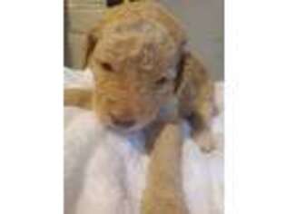 Goldendoodle Puppy for sale in Oakwood, VA, USA