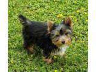 Yorkshire Terrier Puppy for sale in Sequim, WA, USA