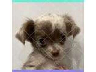 Chihuahua Puppy for sale in Charleston, SC, USA