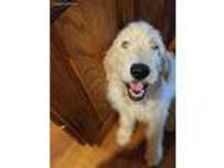 Goldendoodle Puppy for sale in Mount Vernon, MO, USA