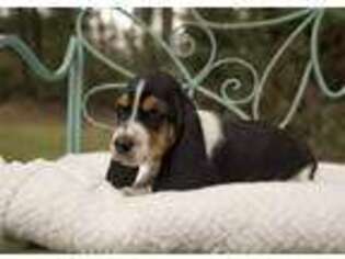 Basset Hound Puppy for sale in Butler, GA, USA