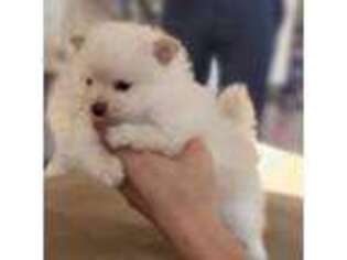 Pomeranian Puppy for sale in Helotes, TX, USA