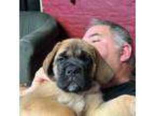 Mastiff Puppy for sale in Lorain, OH, USA