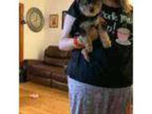 Yorkshire Terrier Puppy for sale in Louisa, KY, USA