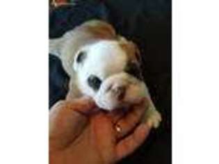 Bulldog Puppy for sale in Tinley Park, IL, USA
