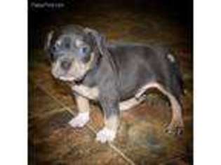 Mutt Puppy for sale in Weed, CA, USA